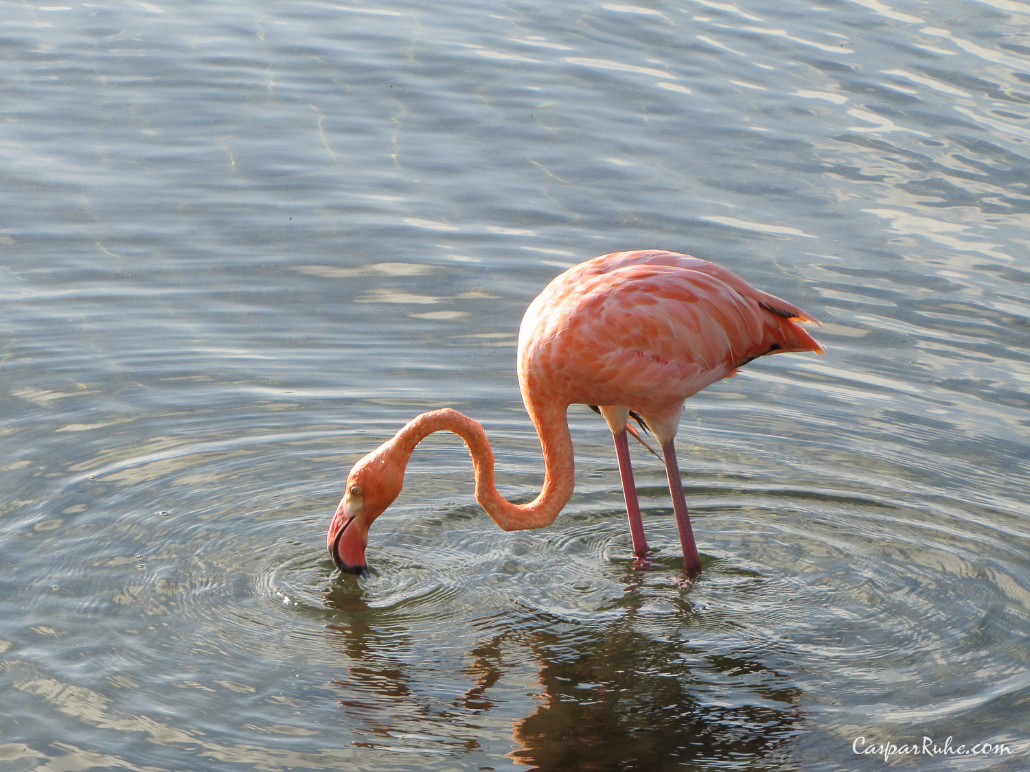 Greater Flamingo